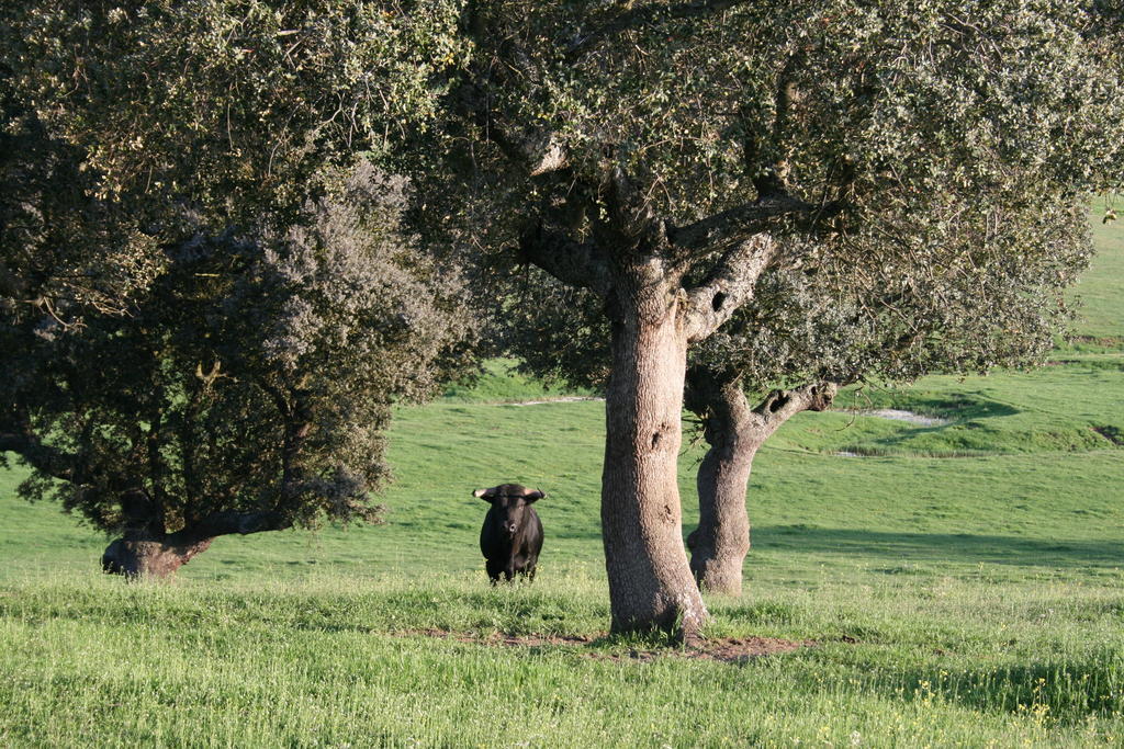Casa Rural La Cuadraa Linares de Riofrío Cameră foto