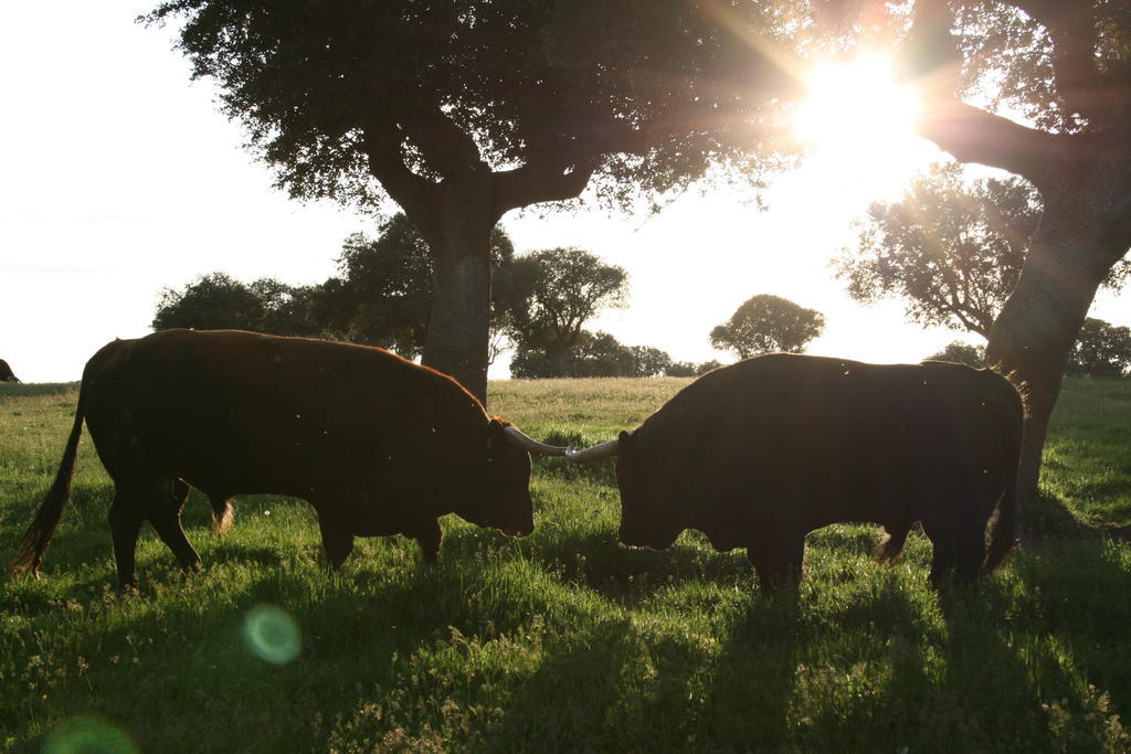 Casa Rural La Cuadraa Linares de Riofrío Cameră foto